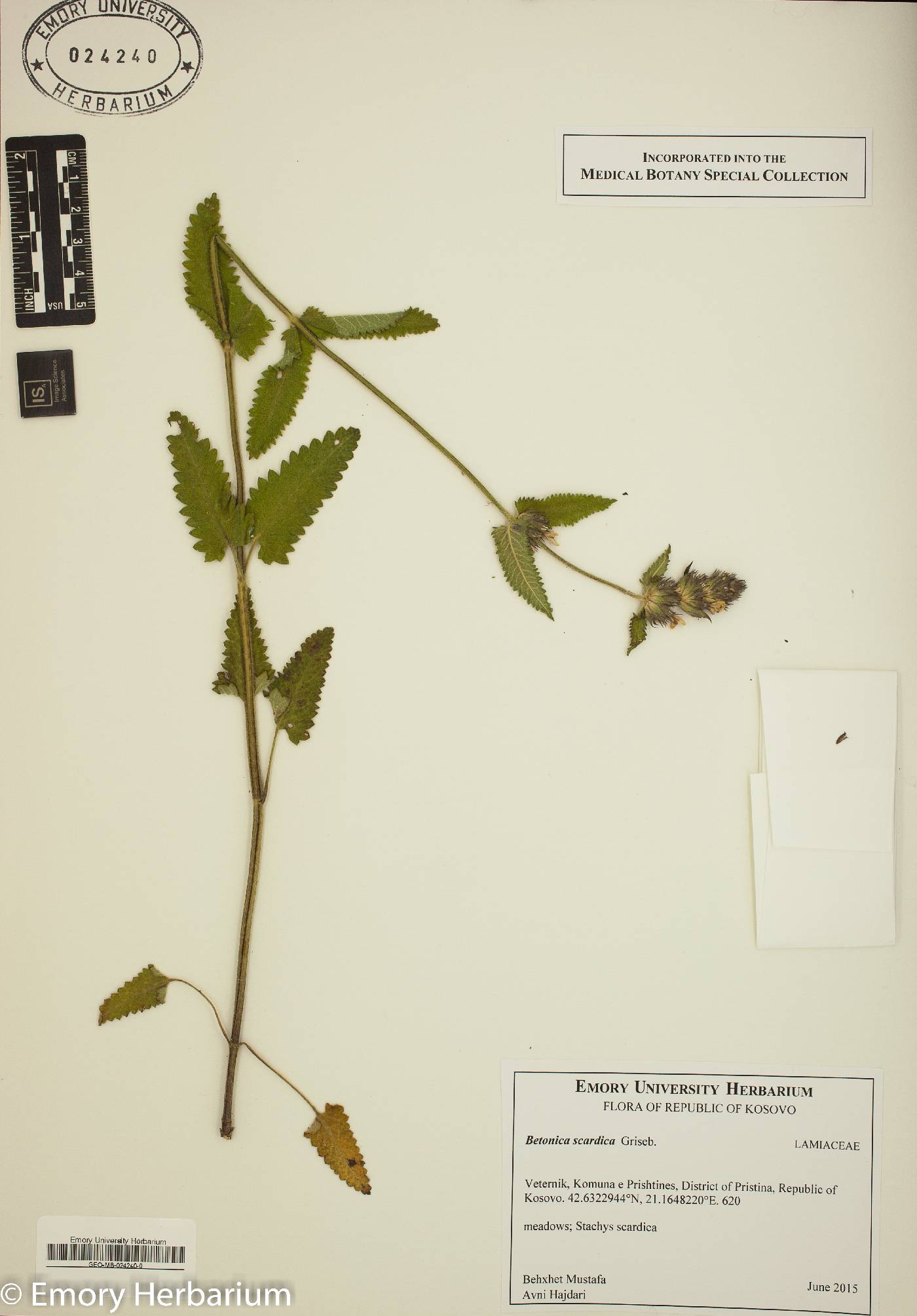Betonica scardica image