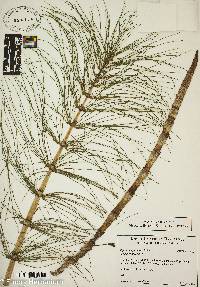 Equisetum pratense image