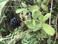 Rubus cuneifolius image