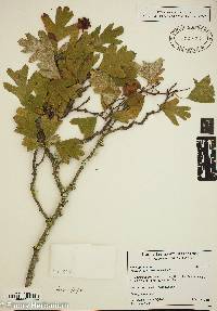 Image of Crataegus azarolus