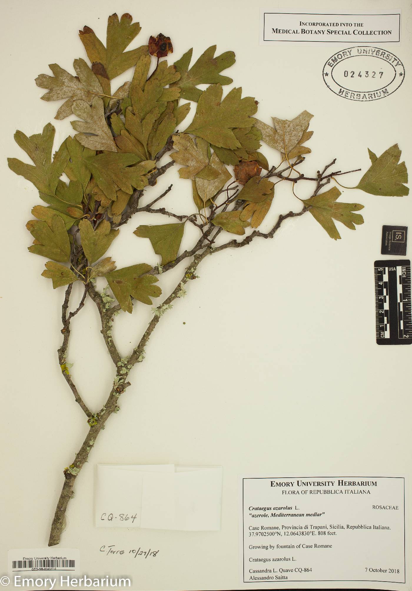 Crataegus azarolus image