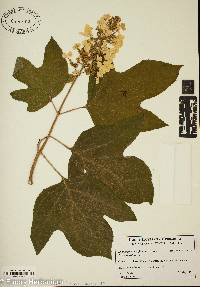 Hydrangea quercifolia image