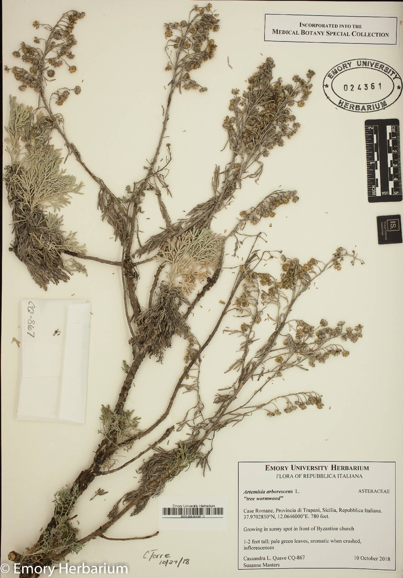 Artemisia arborescens image