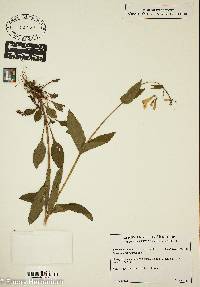 Penstemon canescens image