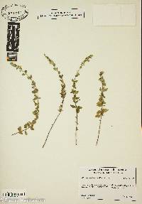 Clinopodium albanicum image