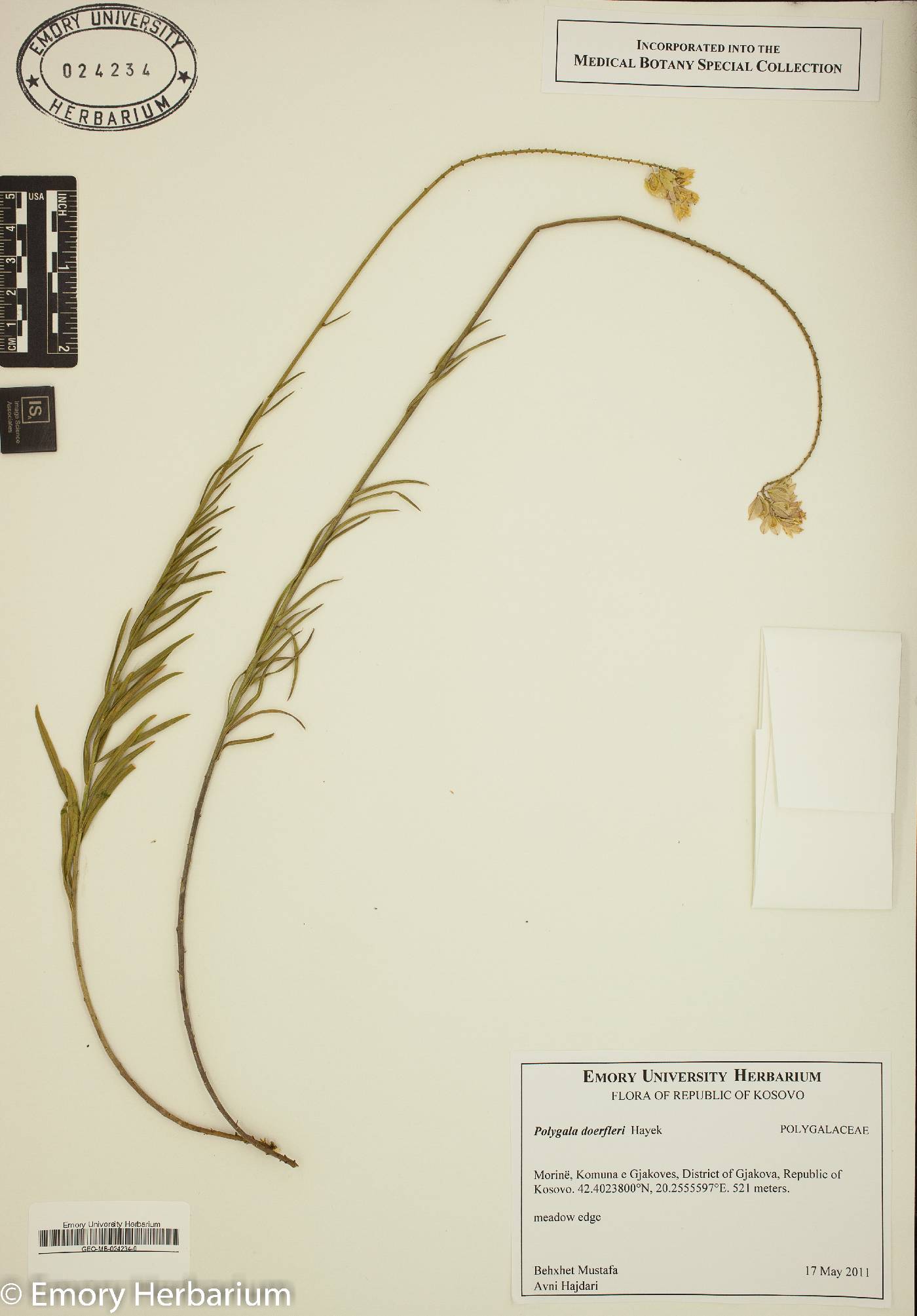 Polygala doerfleri image