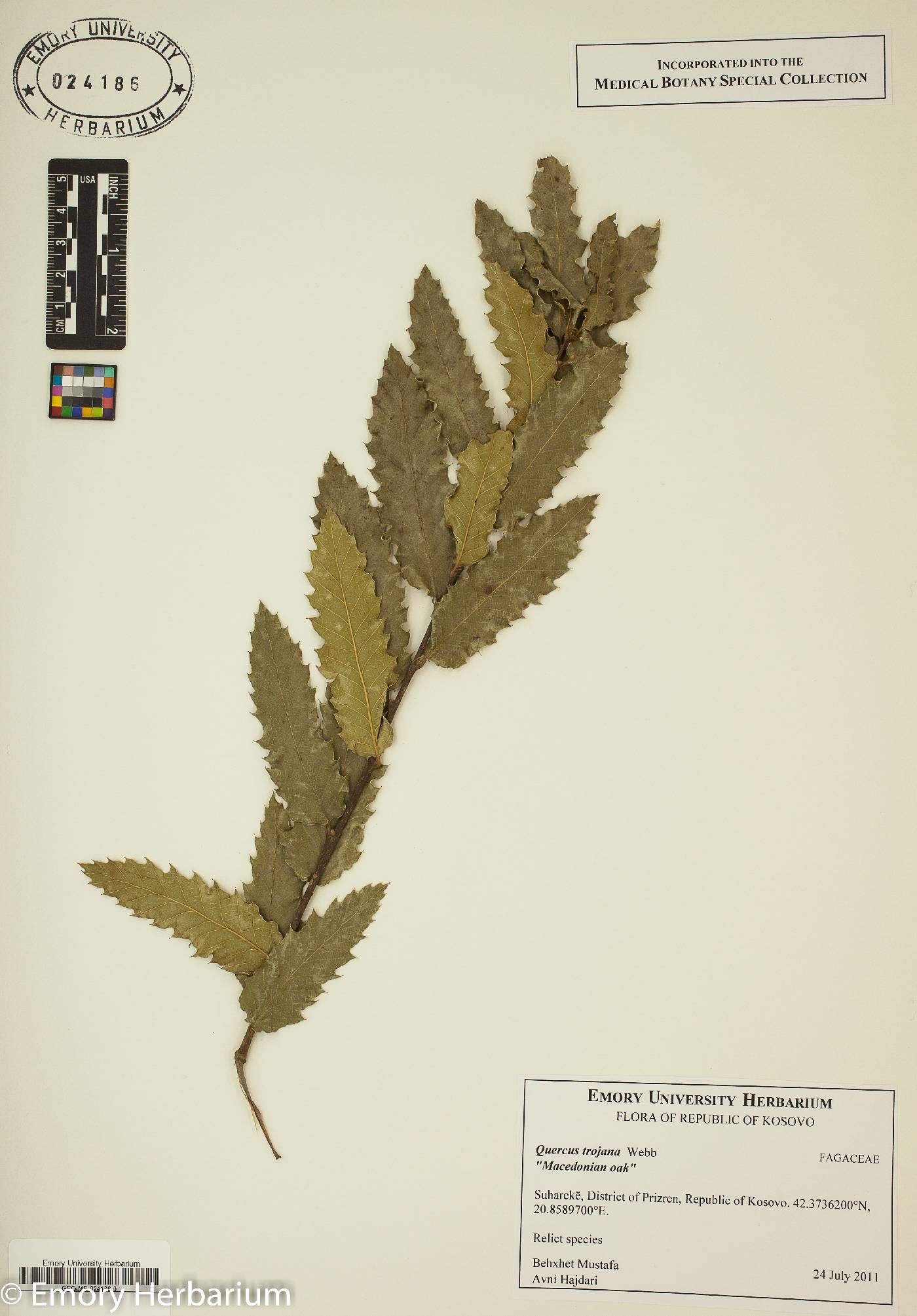 Quercus trojana image