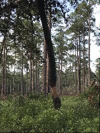 Quercus virginiana image