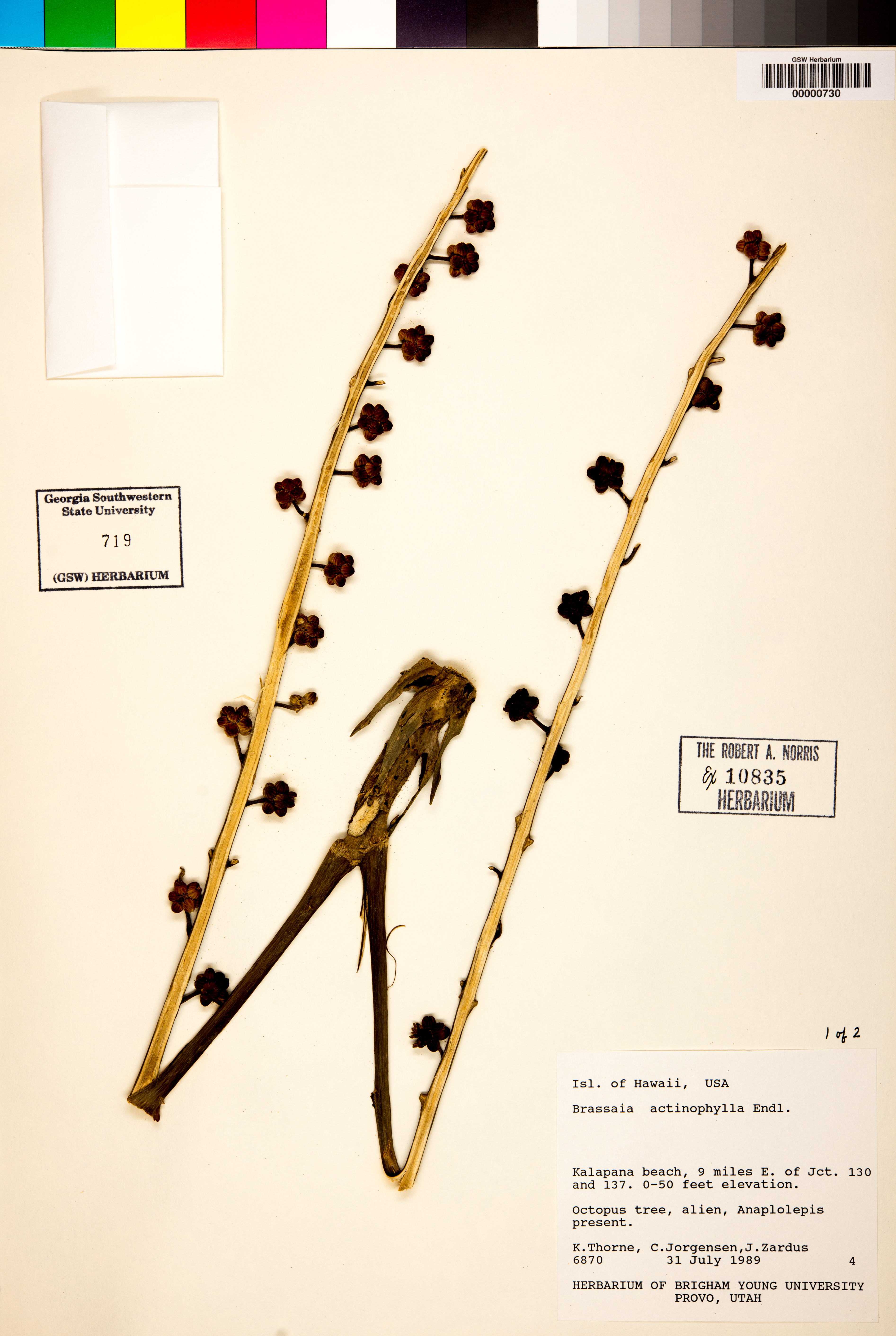 Brassaia actinophylla image