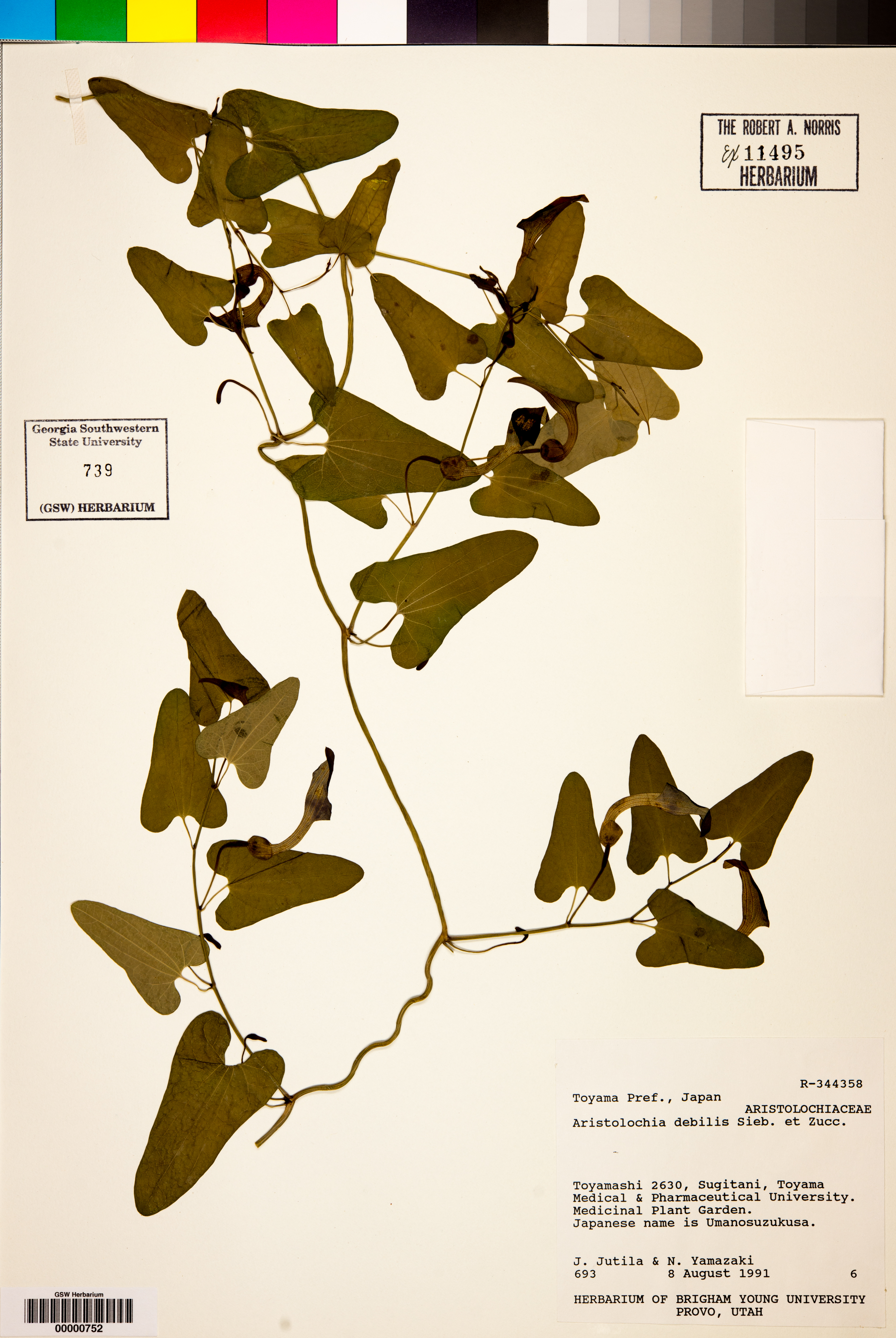 Aristolochia debilis image