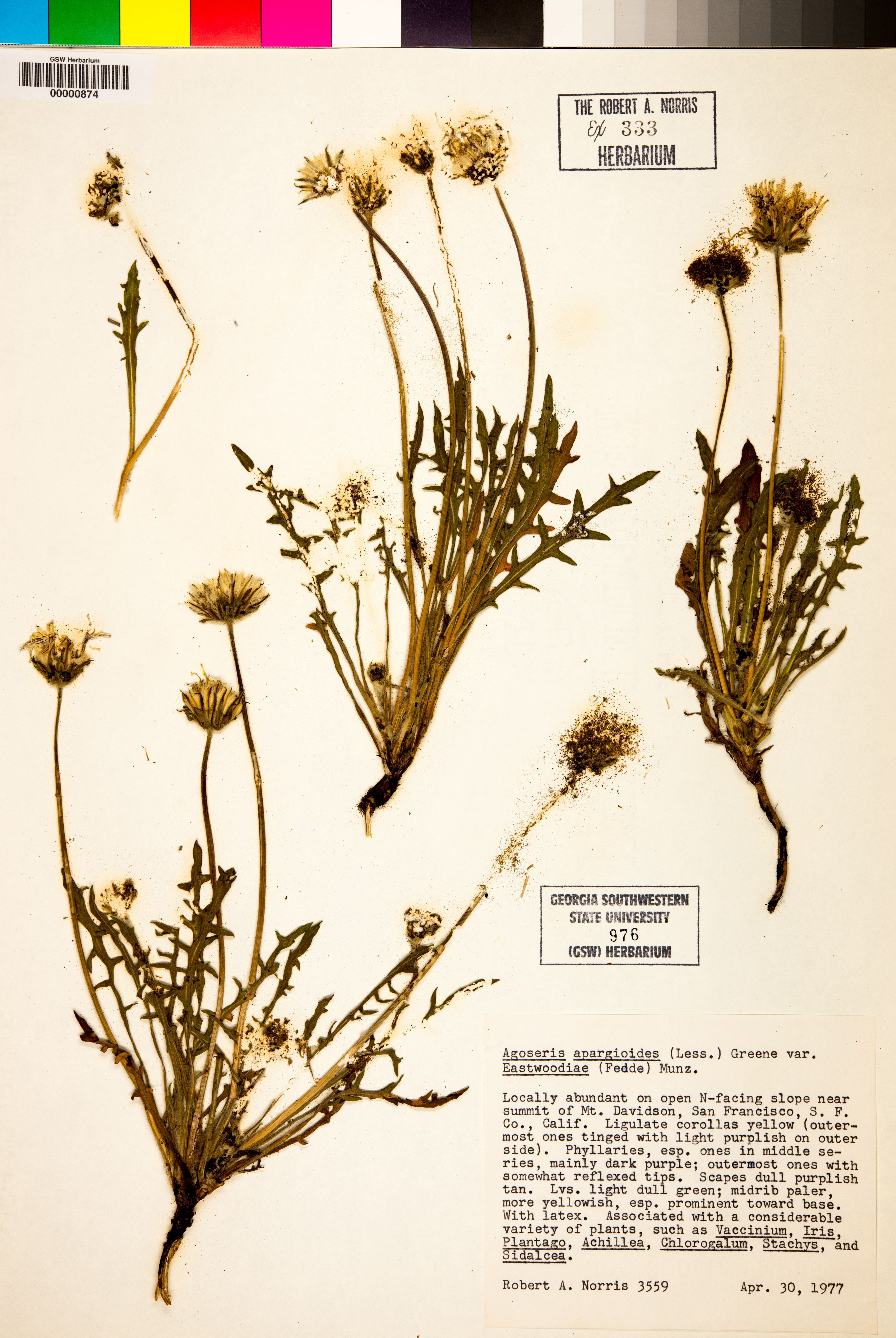 Agoseris apargioides var. eastwoodiae image