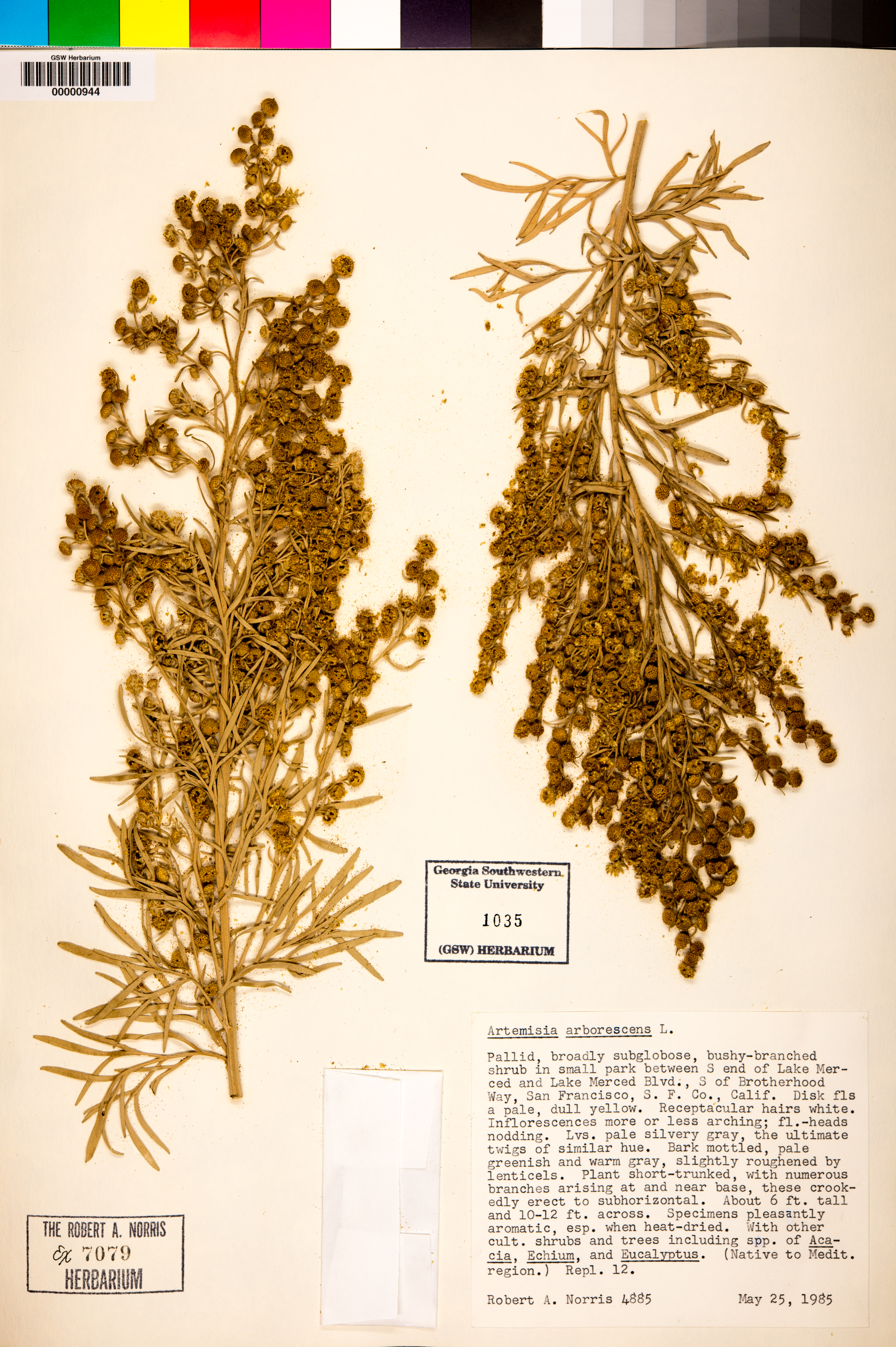 Artemisia arborescens image