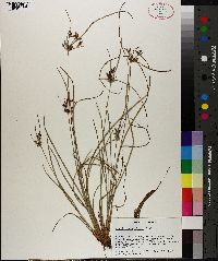 Fimbristylis pilosa image