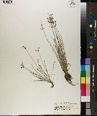 Fimbristylis annua image