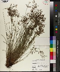 Fimbristylis annua image