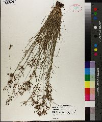 Fimbristylis annua image