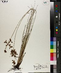 Fimbristylis caroliniana image