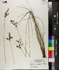 Fimbristylis castanea image