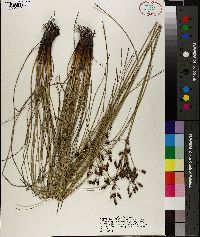 Fimbristylis castanea image