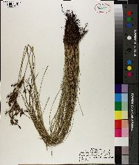 Fimbristylis castanea image