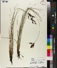 Fimbristylis castanea image