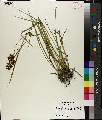 Scirpus pendulus image