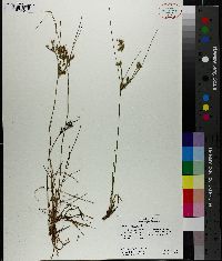 Juncus debilis image