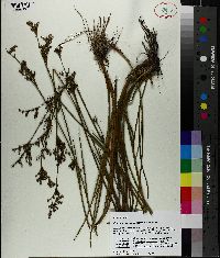 Juncus trigonocarpus image