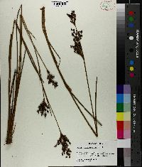 Juncus trigonocarpus image