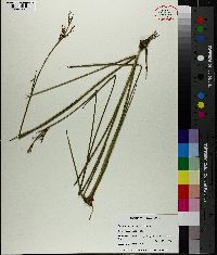 Juncus trigonocarpus image