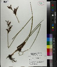 Juncus trigonocarpus image