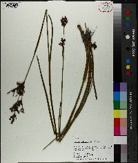 Juncus trigonocarpus image