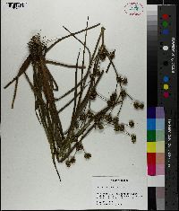 Juncus validus image