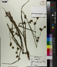 Juncus polycephalus image