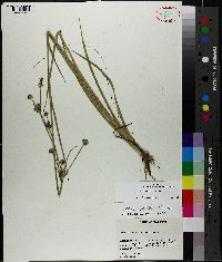 Juncus validus image