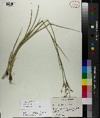 Juncus validus image