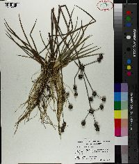 Juncus validus image