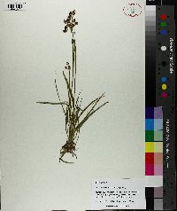 Luzula bulbosa image