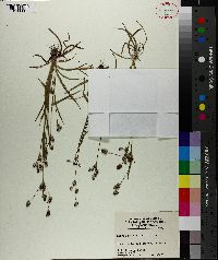 Luzula bulbosa image