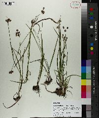 Luzula bulbosa image