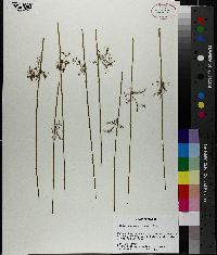 Juncus gymnocarpus image