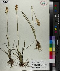 Tofieldia racemosa image