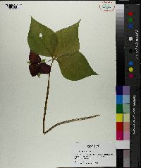 Trillium erectum image