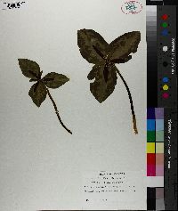 Trillium foetidissimum image