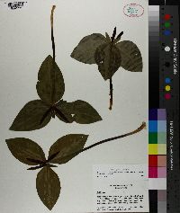 Trillium foetidissimum image