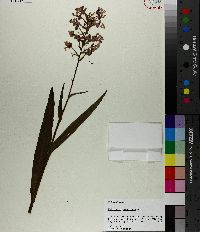 Platanthera peramoena image