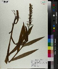 Habenaria repens image