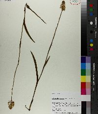 Platanthera integra image