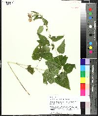 Brickellia cordifolia image