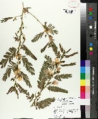 Chamaecrista fasciculata var. fasciculata image